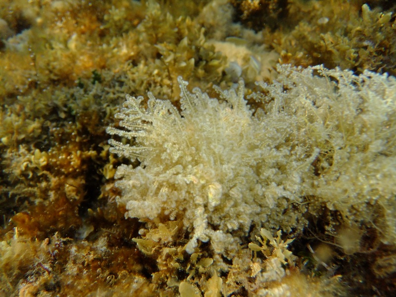 Wrangelia penicillata