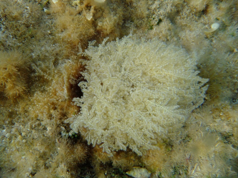 Wrangelia penicillata