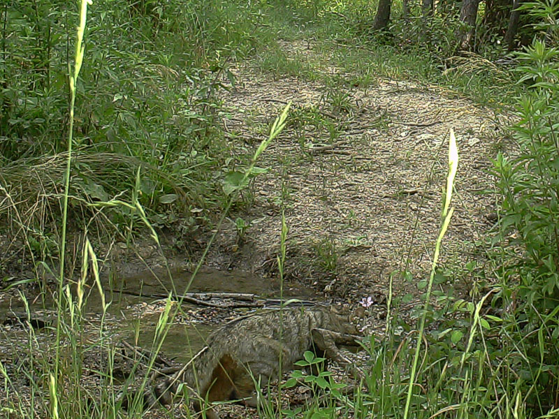 identificazione da fototrappola