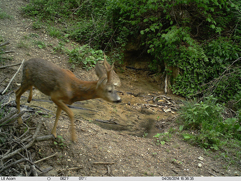 Identificazione mammifero fototrappola - Capriolo