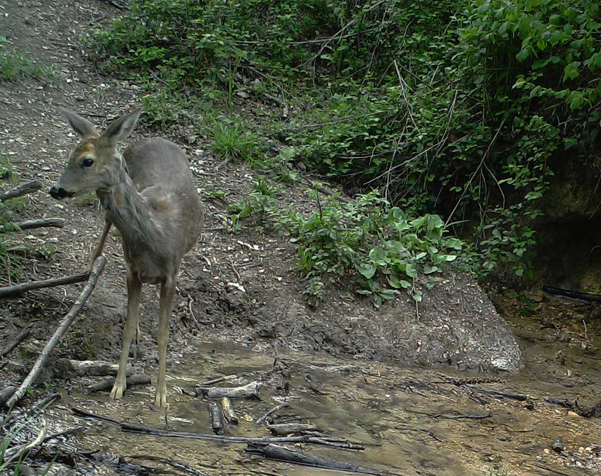 Identificazione mammifero fototrappola - Capriolo