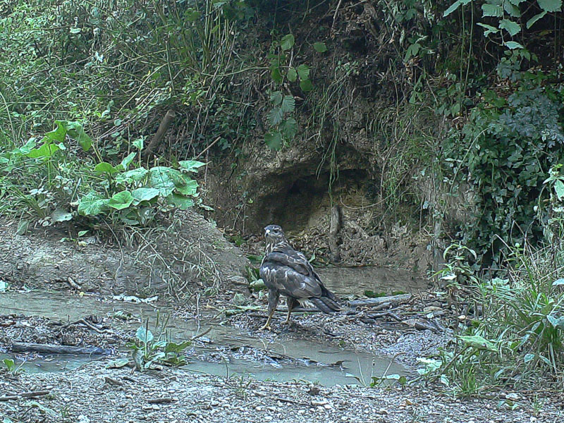 identificazione da fototrappola