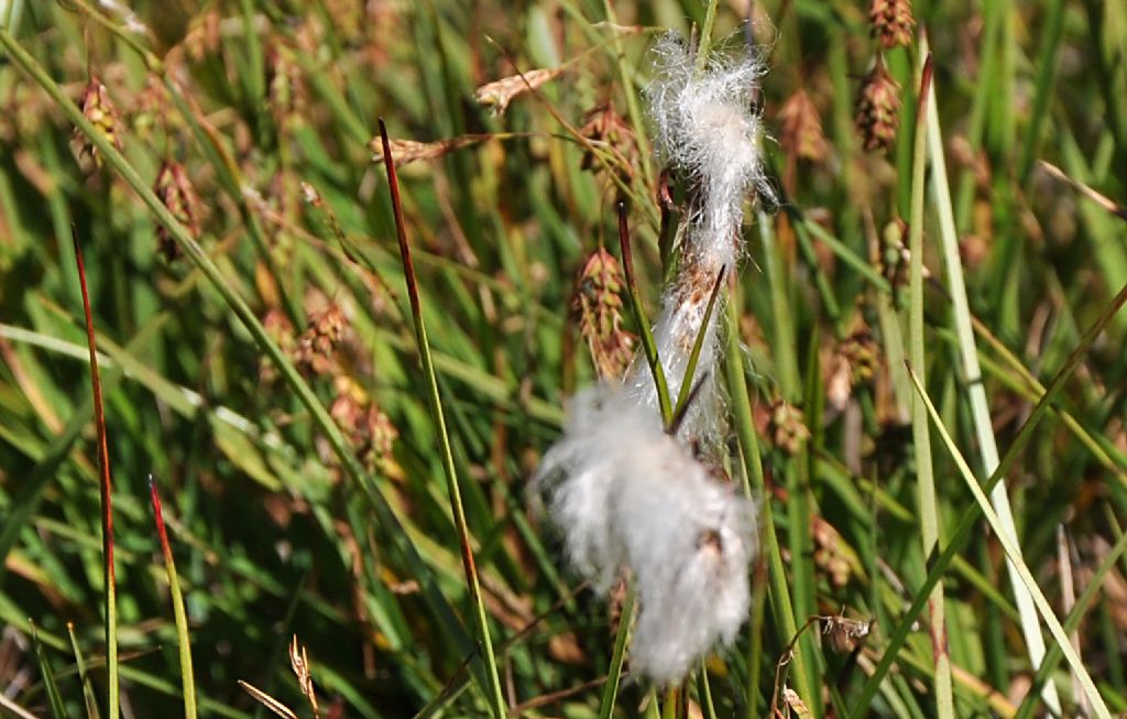 riconoscimento 3 - Eriophorum sp.