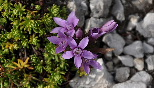 riconoscimento 2 - Gentianella sp.