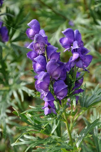 riconoscimento 3 - Aconitum sp.