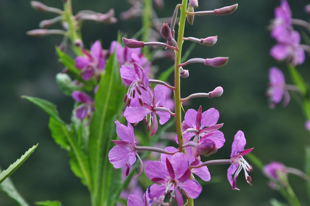 Chamaenerion angustifolium (ex Epilobium angustifolium)