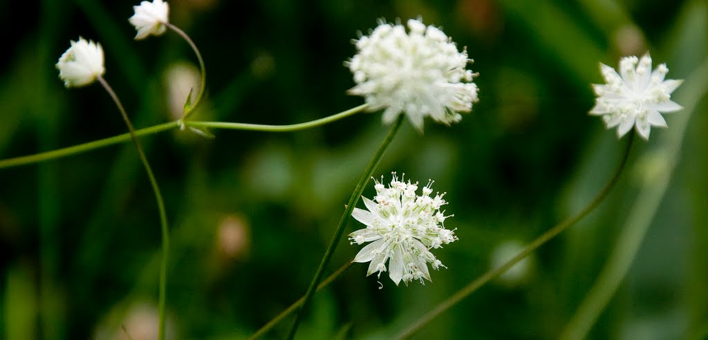 Astrantia minor