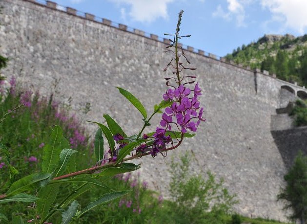 Chamaenerion angustifolium (ex Epilobium angustifolium)