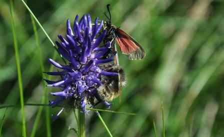 riconoscimento 2 - Phyteuma sp.