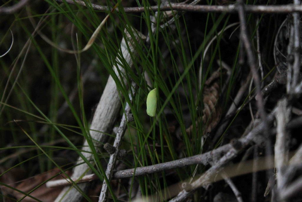 crisalide di Nymphalidae Satyrinae