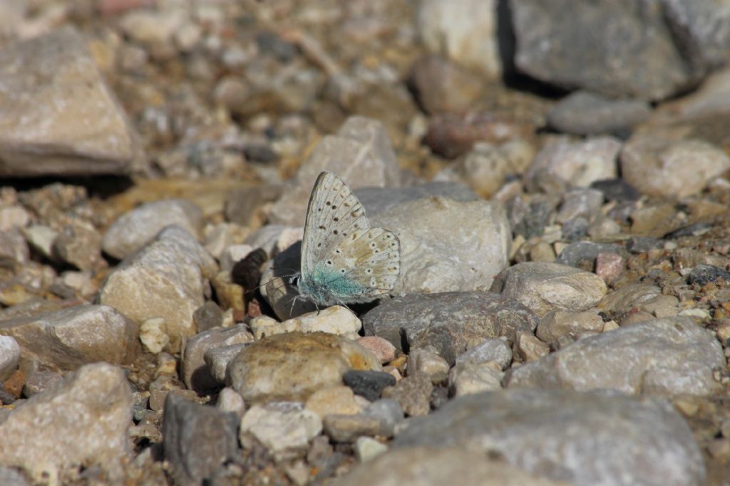 Polyommatus (Lysandra) coridon ?