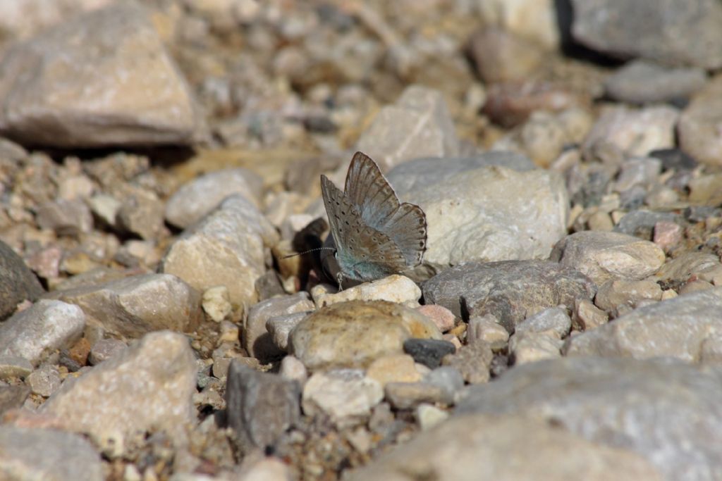 Polyommatus (Lysandra) coridon ?