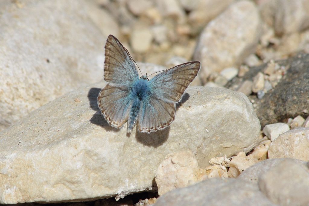 Polyommatus (Lysandra) coridon ?