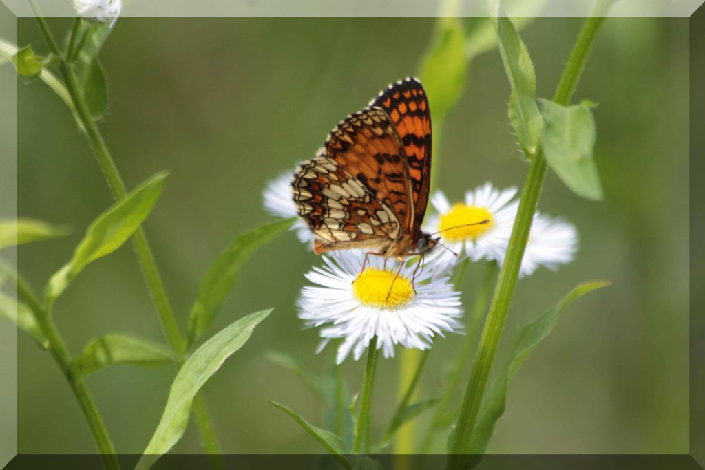 Melitaea...? Melitaea nevadensis e M.diamina ssp. wheeleri, Nymphalidae