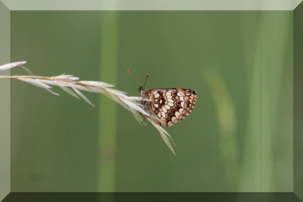 Melitaea...? Melitaea nevadensis e M.diamina ssp. wheeleri, Nymphalidae