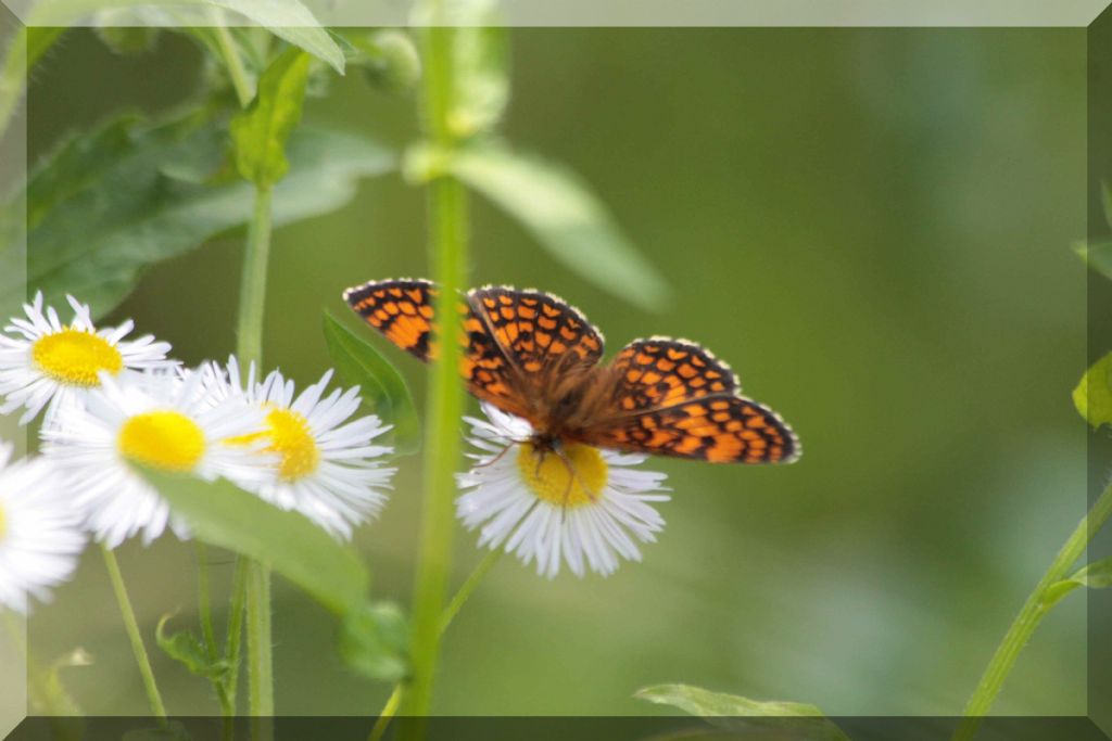 Melitaea...? Melitaea nevadensis e M.diamina ssp. wheeleri, Nymphalidae