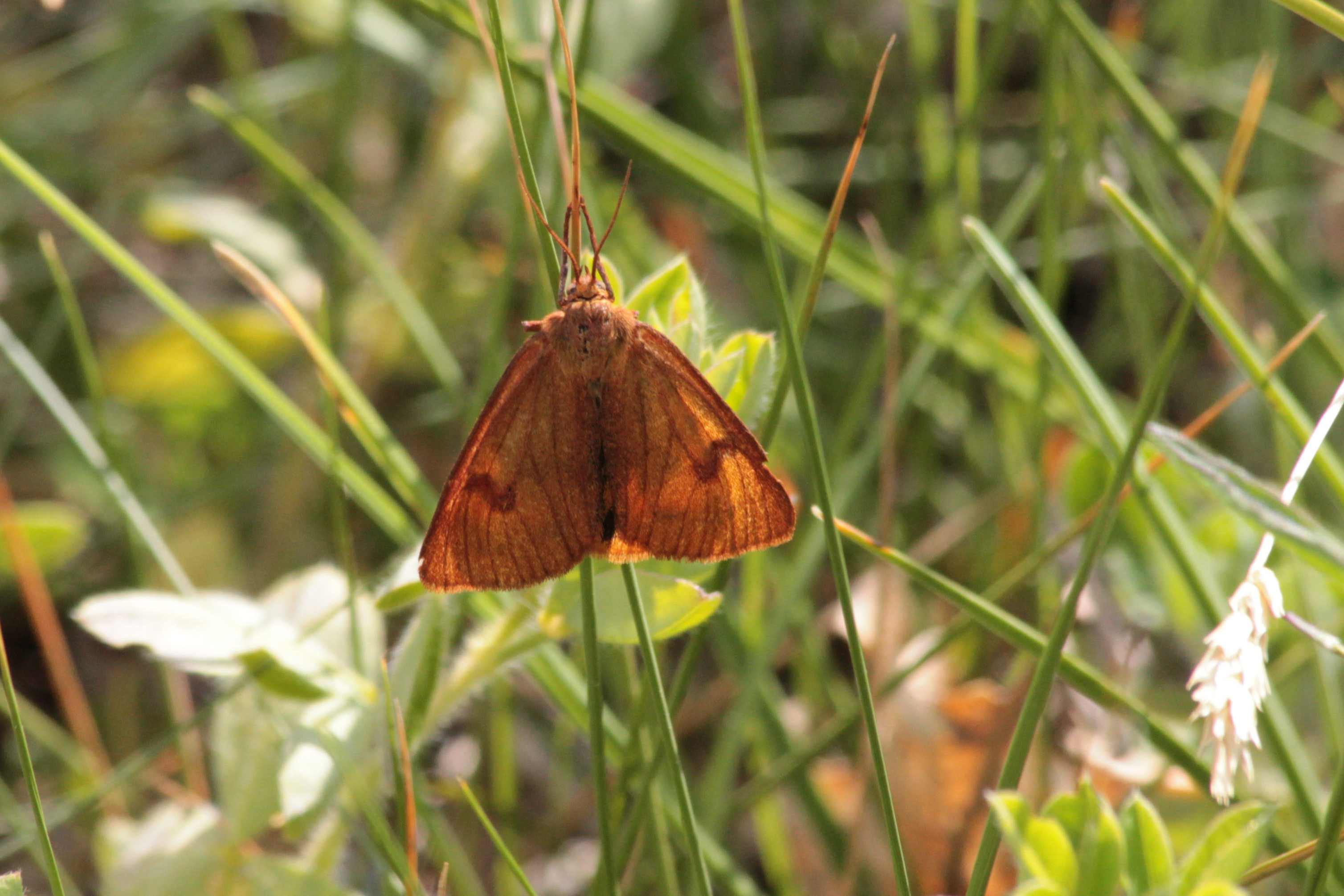 id falena - Diacrisia sannio, Erebidae