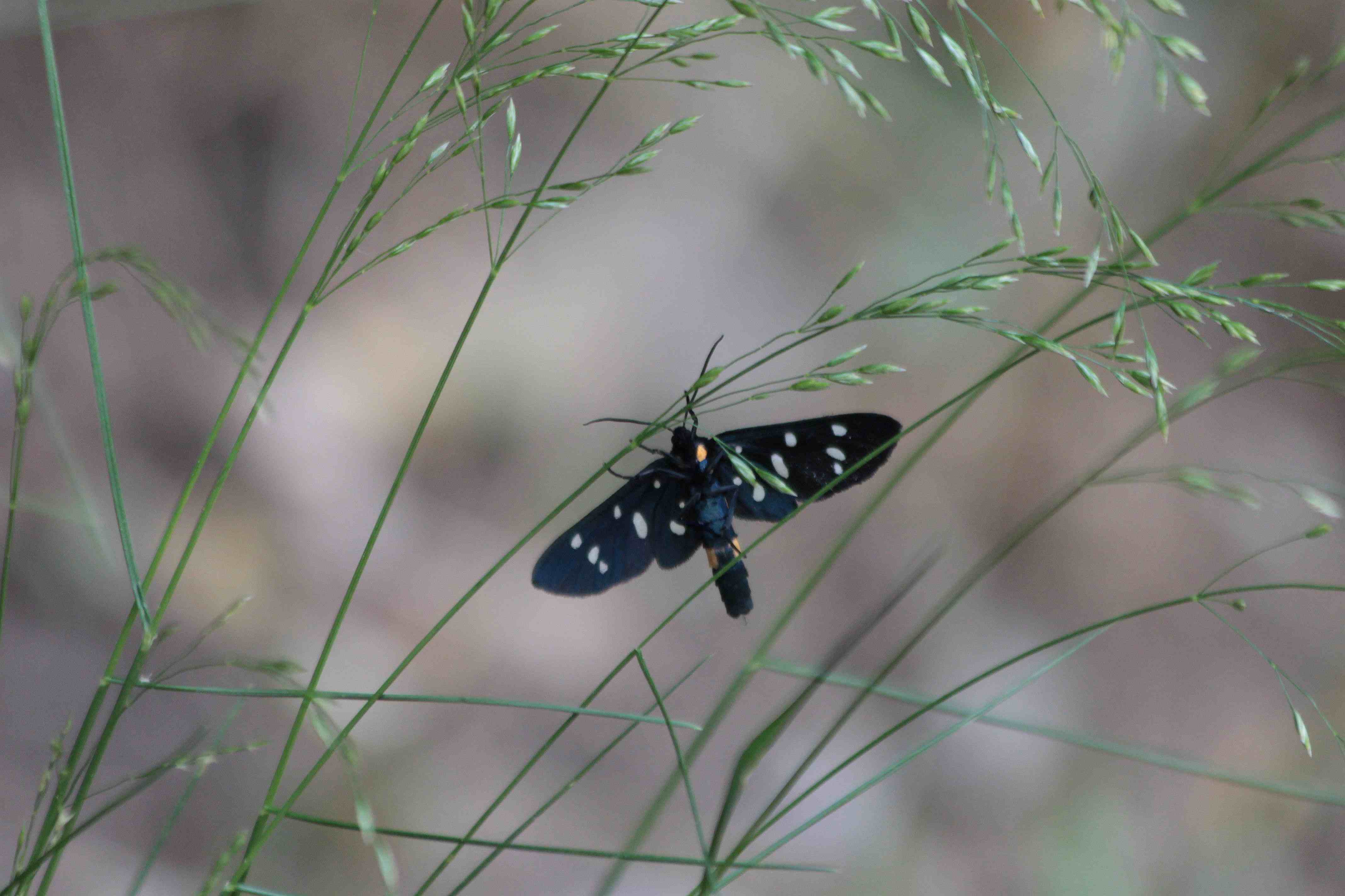 amata phegea?