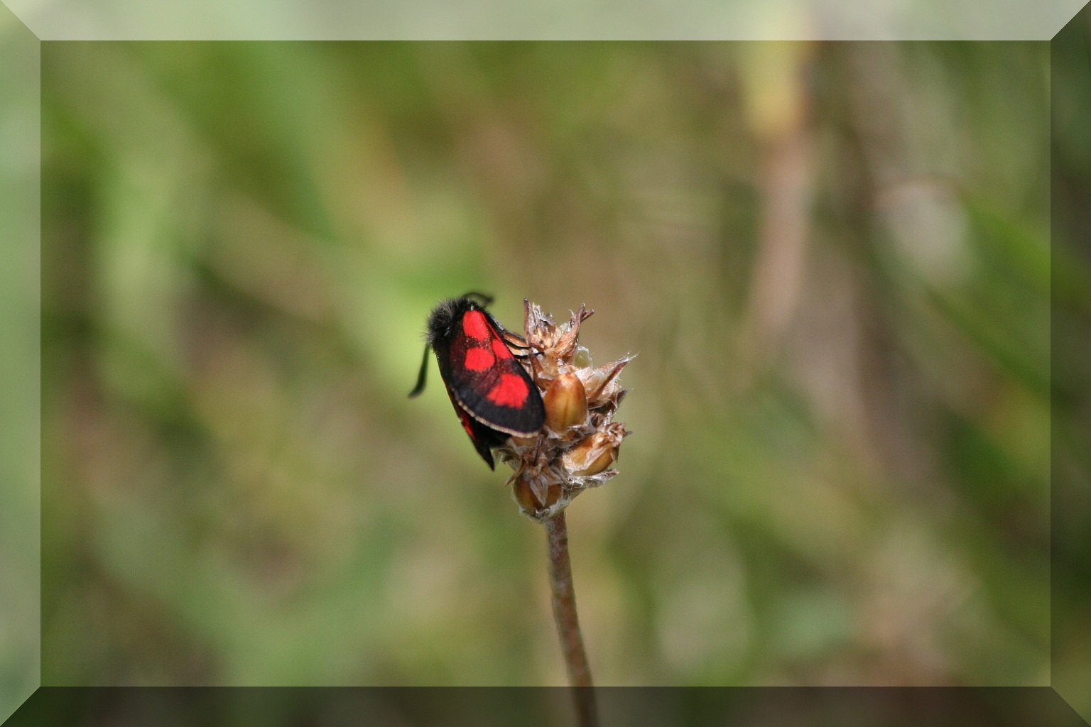 Zygaena loti? S