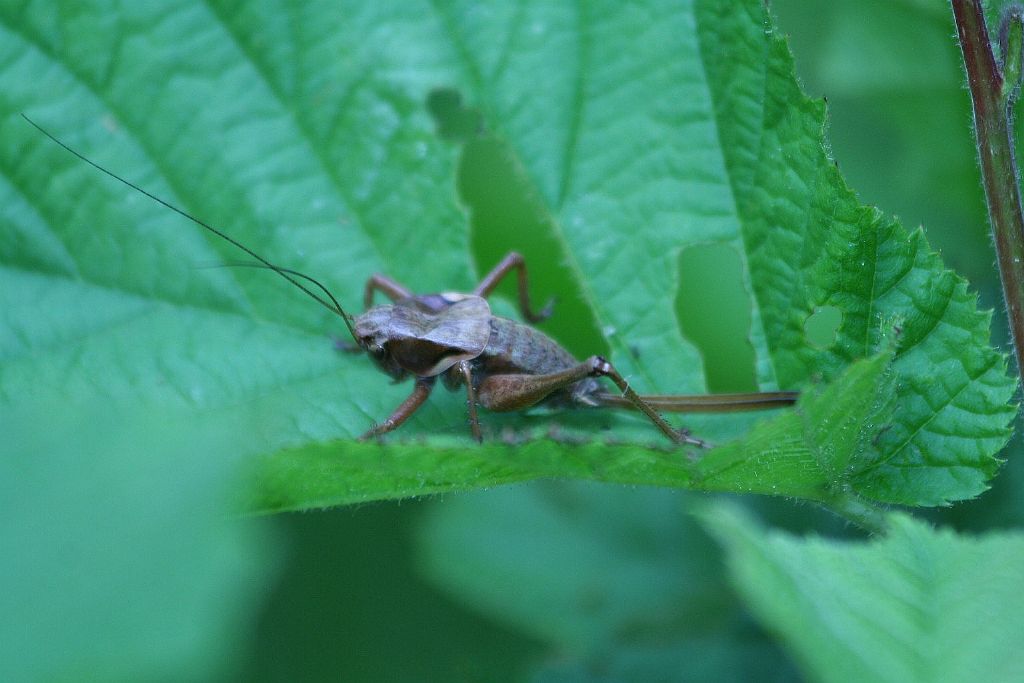 Tettigoniidae: Pholidoptera aptera, femmina