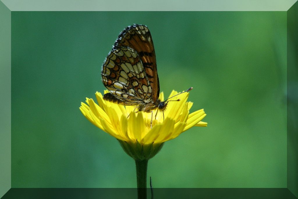 Melitaea athalia/nevadensis da id