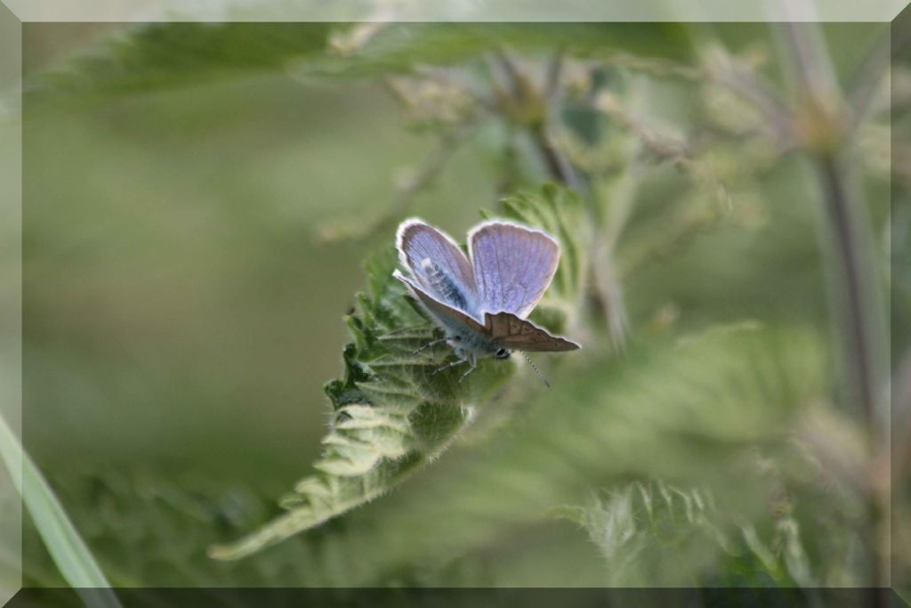 Cyaniris semiargus?