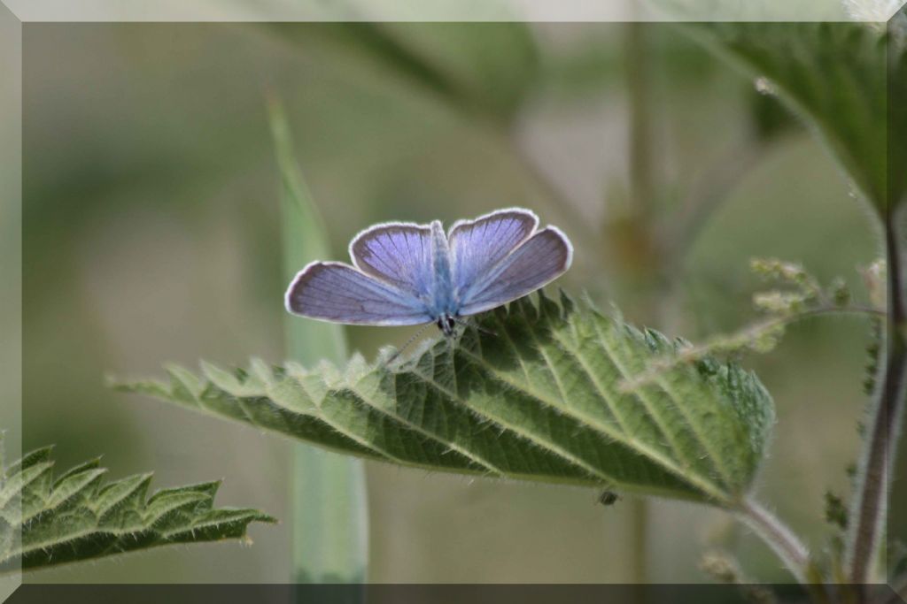 Cyaniris semiargus?