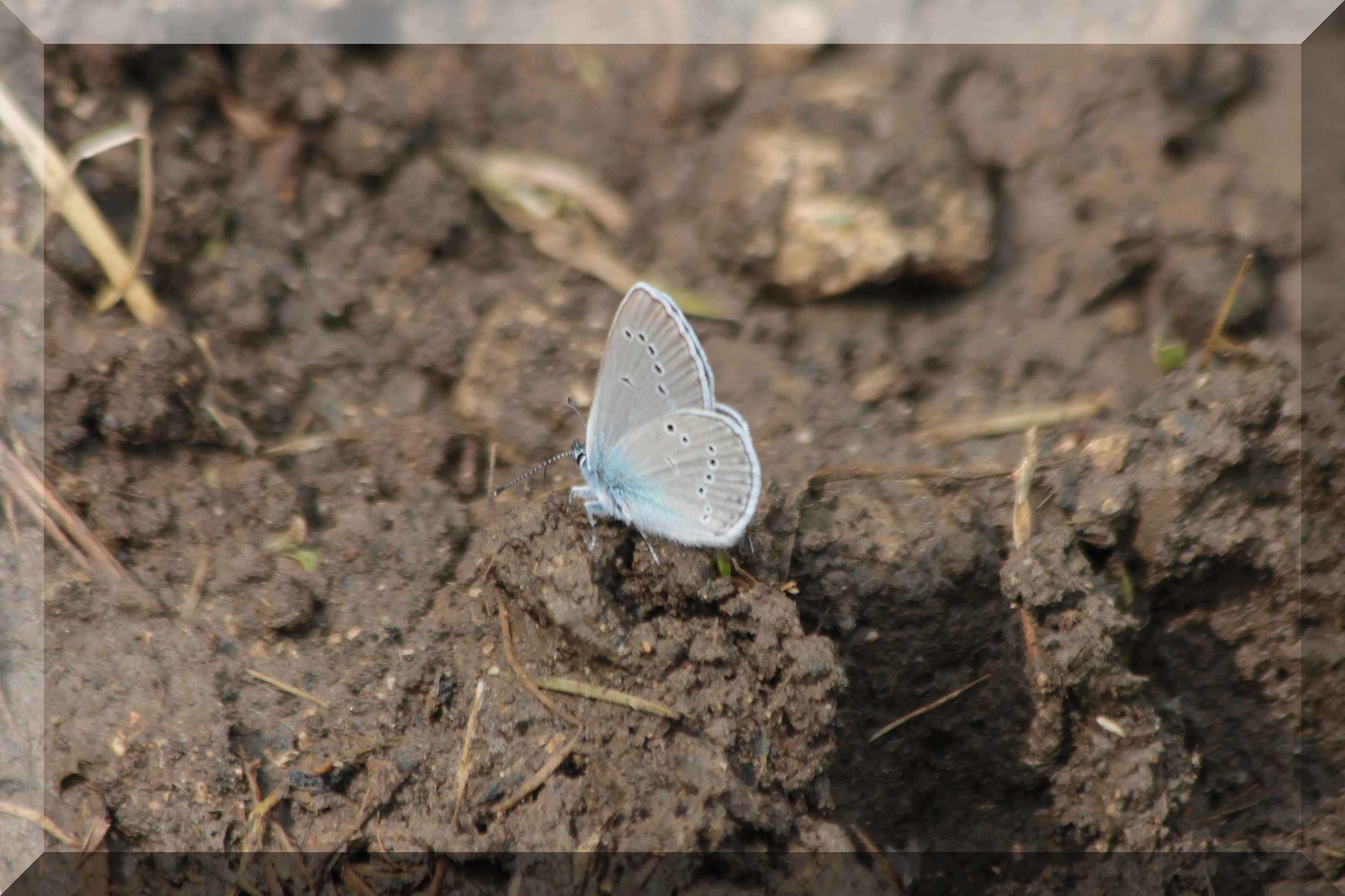 Cyaniris semiargus?