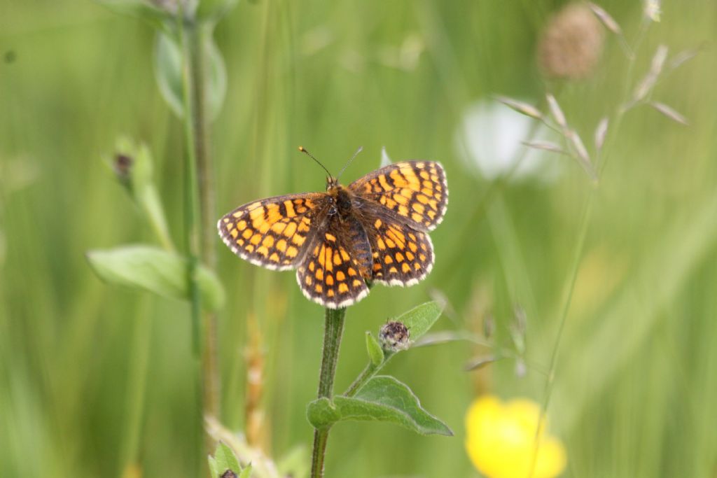 tutte Melitaea athalia?