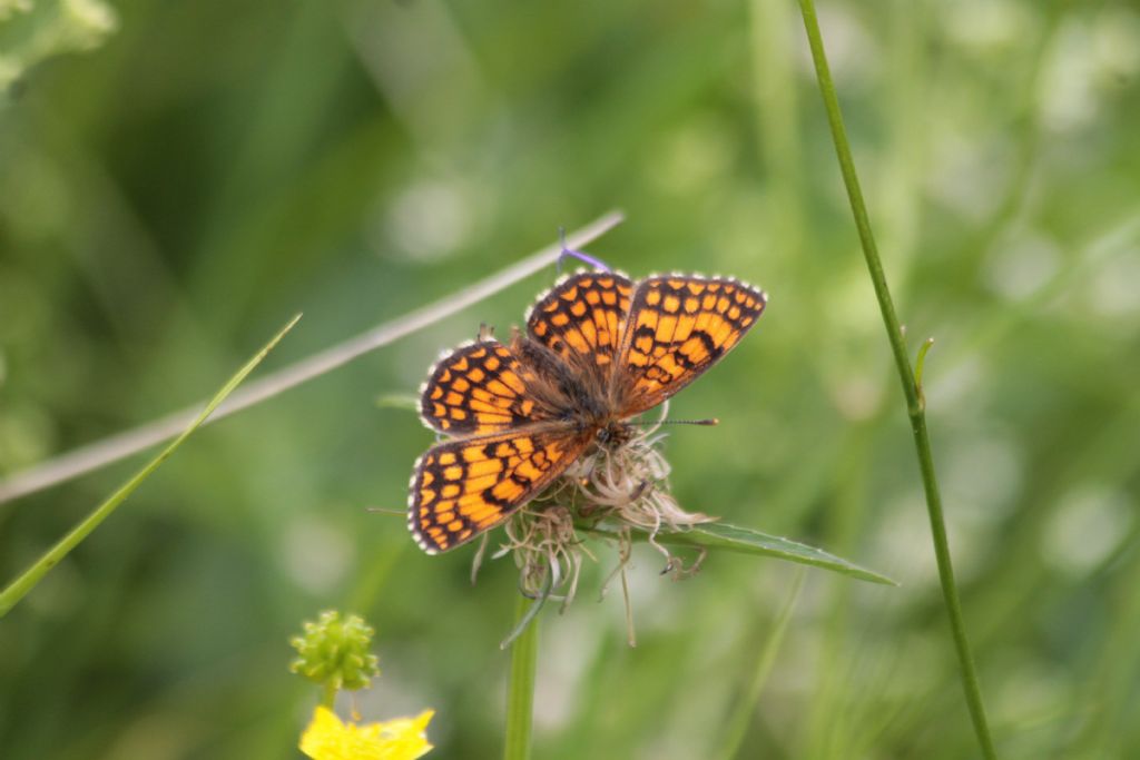 tutte Melitaea athalia?