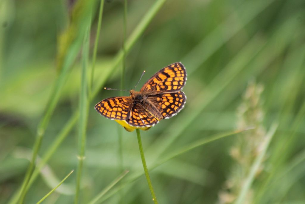 tutte Melitaea athalia?