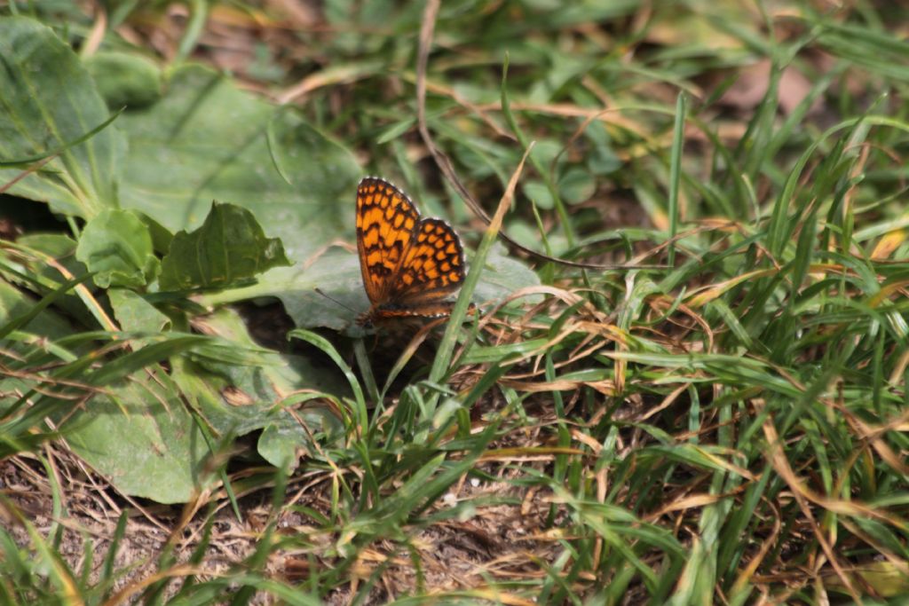 tutte Melitaea athalia?