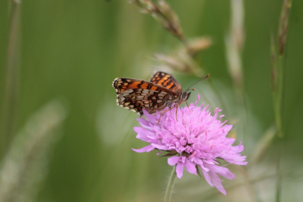 tutte Melitaea athalia?