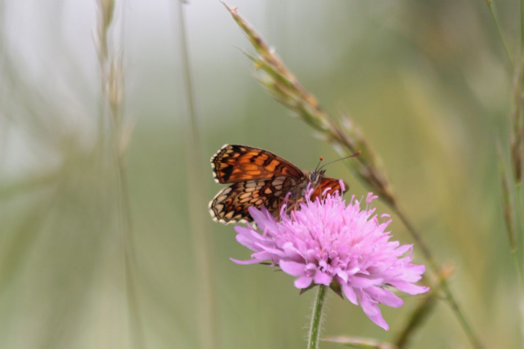 tutte Melitaea athalia?