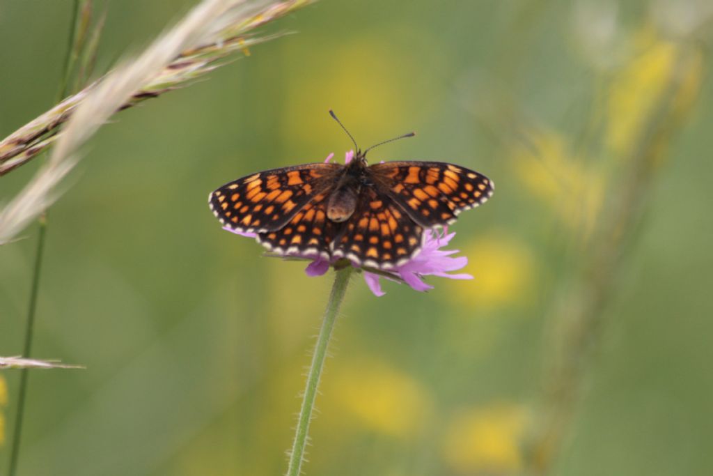 tutte Melitaea athalia?