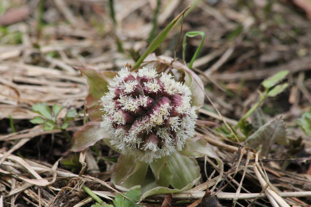 Petasides albus? Petasites cfr. paradoxus e Petasites albus