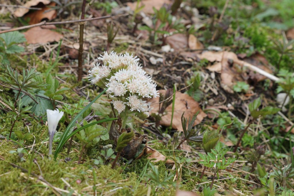 Petasides albus? Petasites cfr. paradoxus e Petasites albus