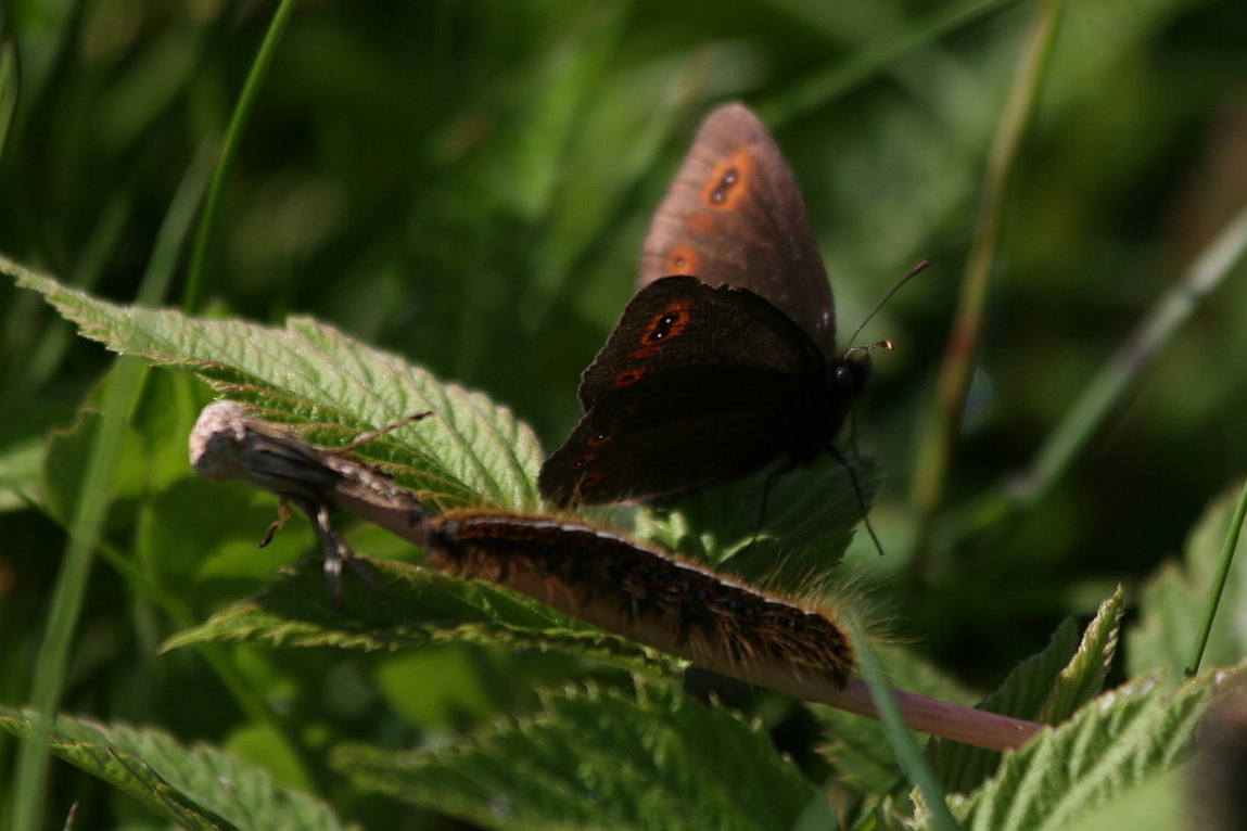 erebia + bruco da id