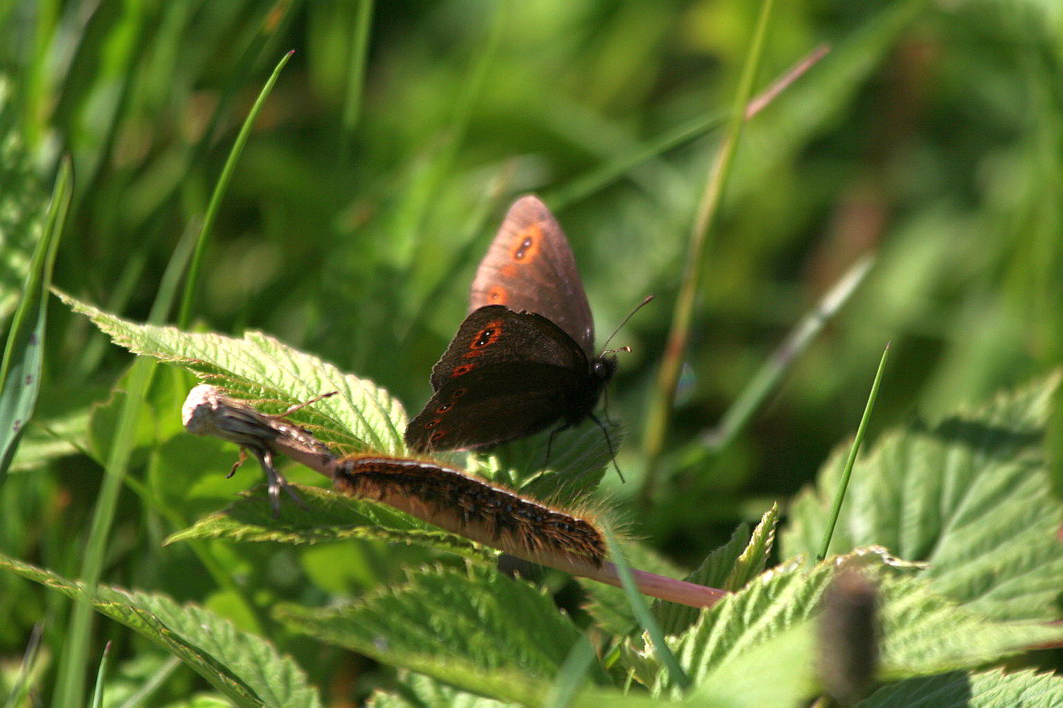 erebia + bruco da id