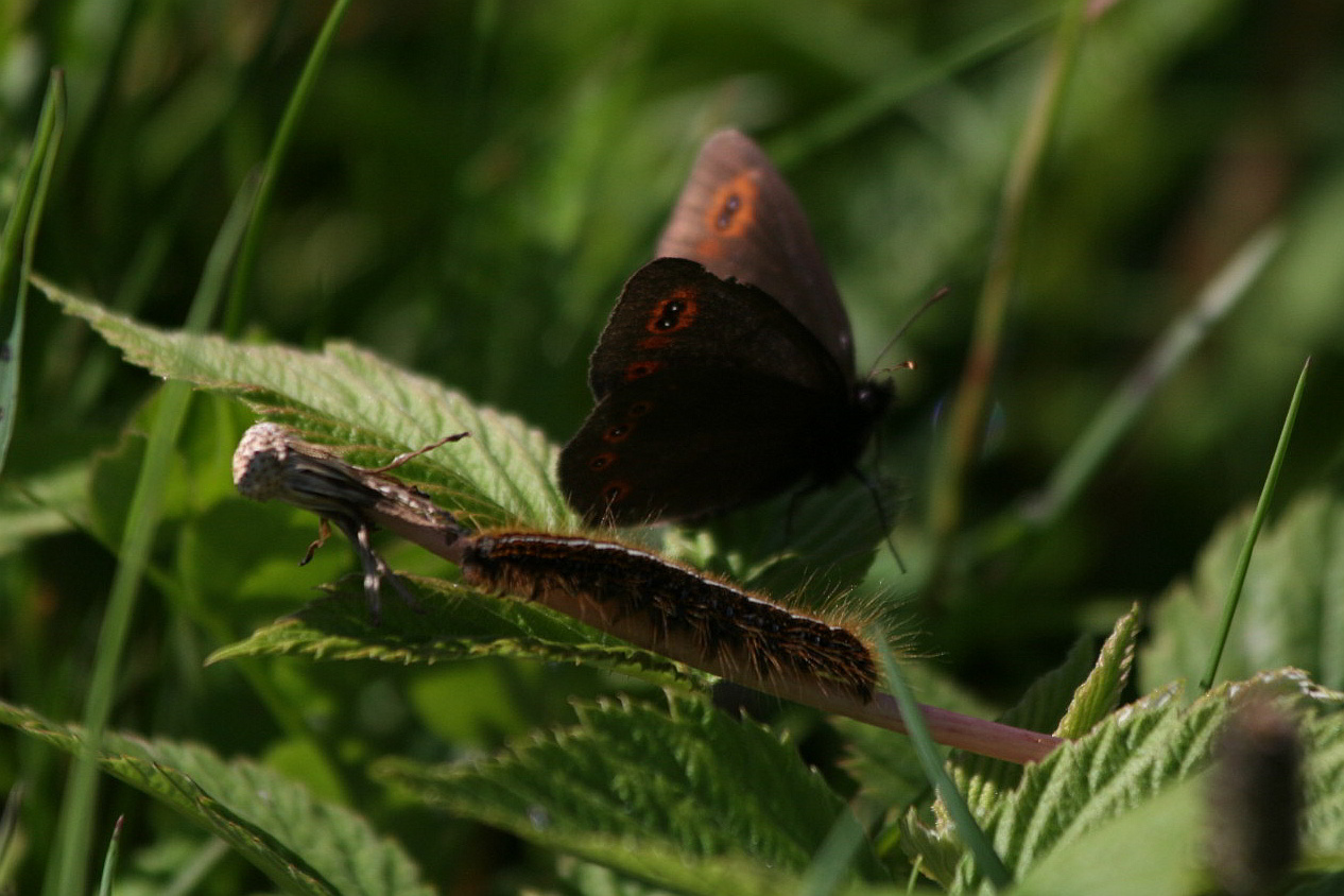 erebia + bruco da id