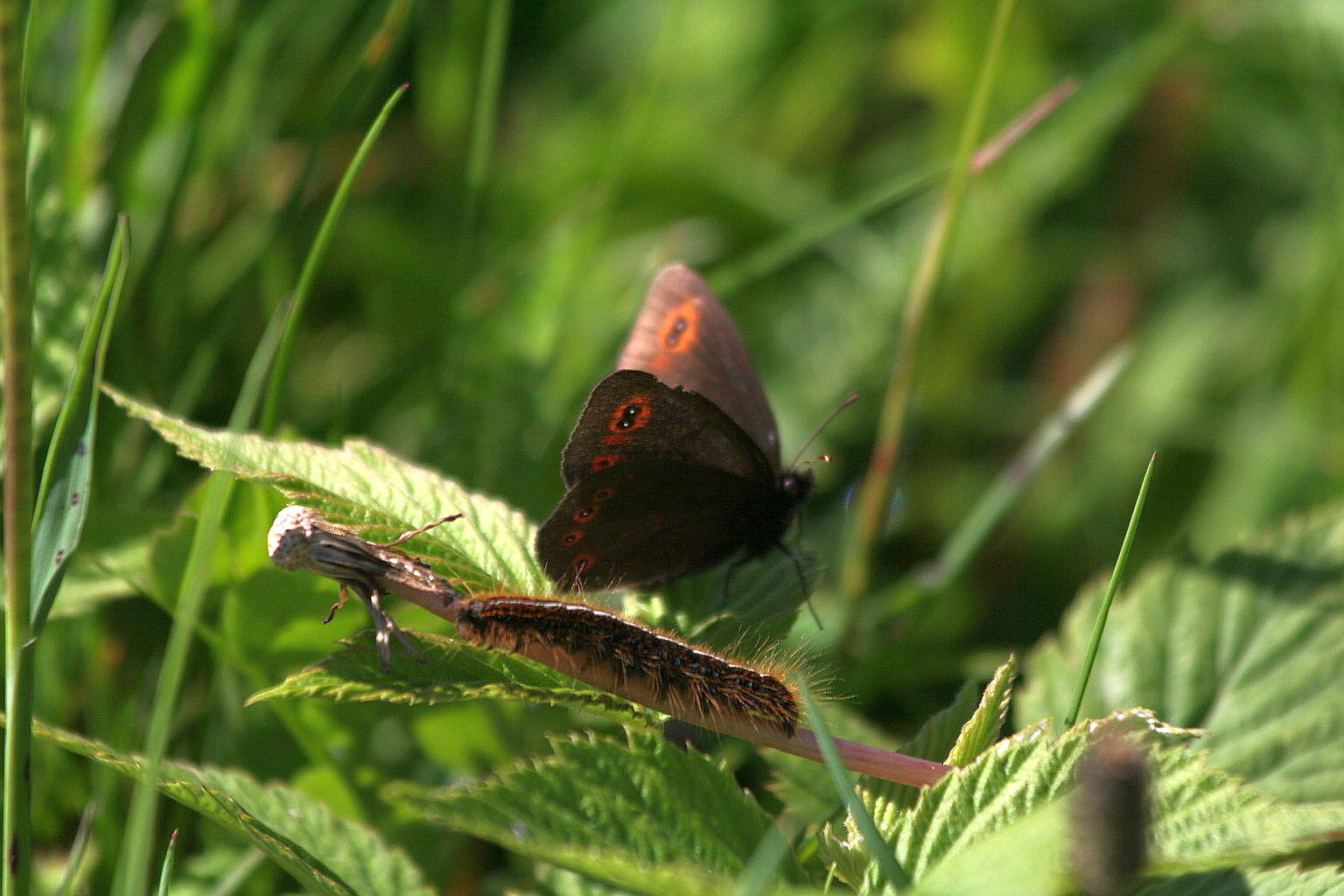 erebia + bruco da id