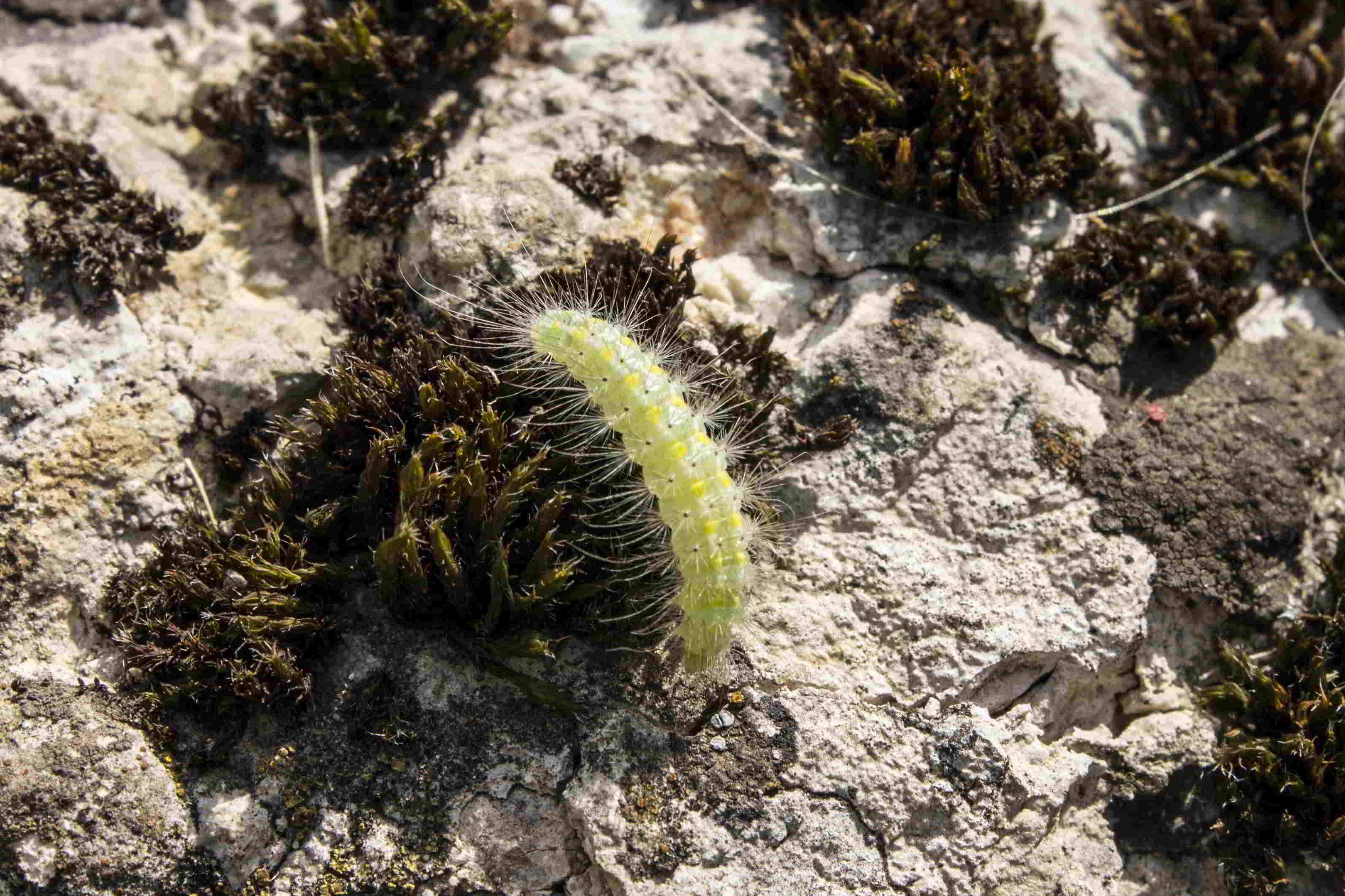 bruco peloso verde con macchie gialle