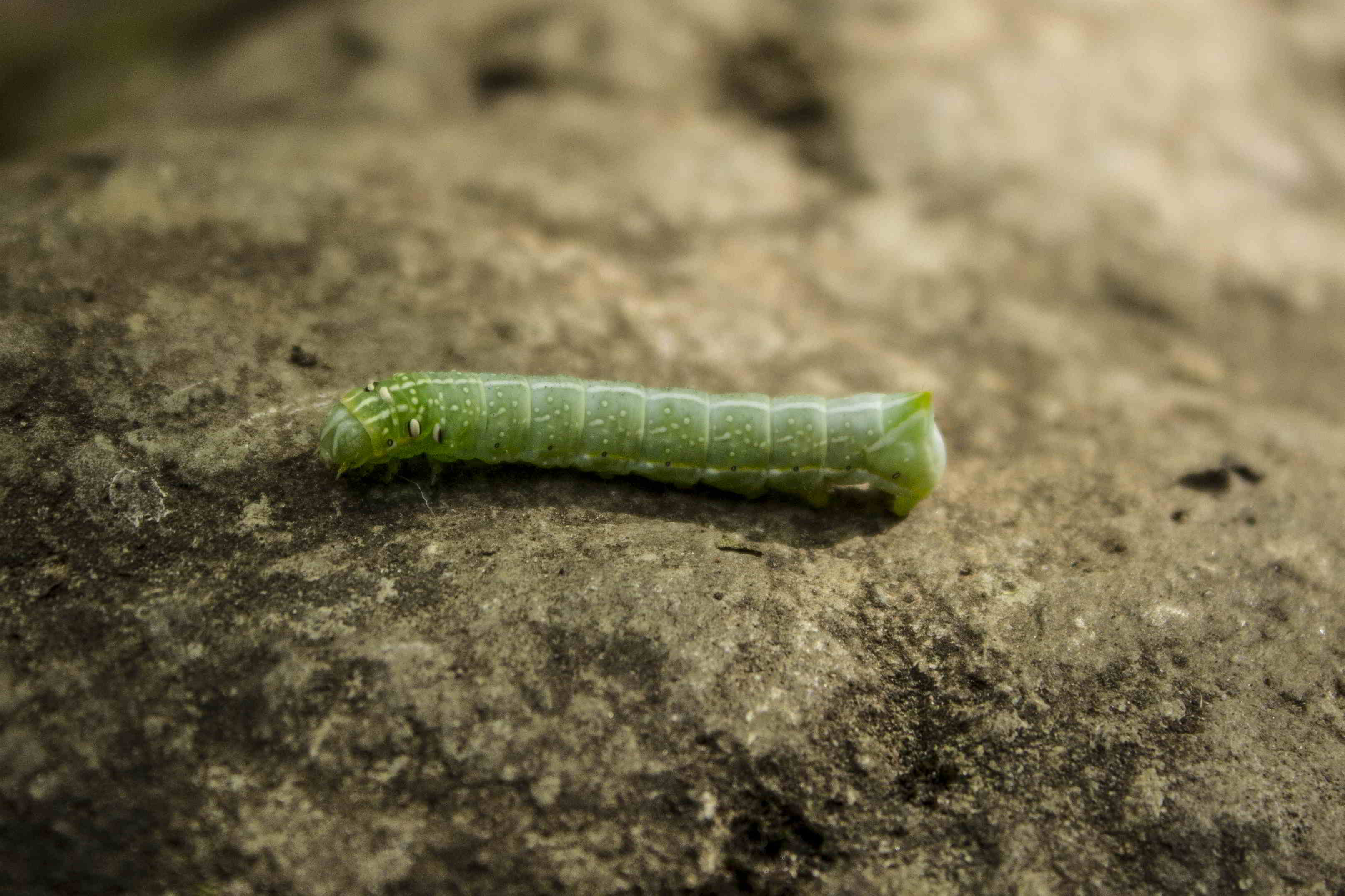 bruco di Amphipyra pyramidea?