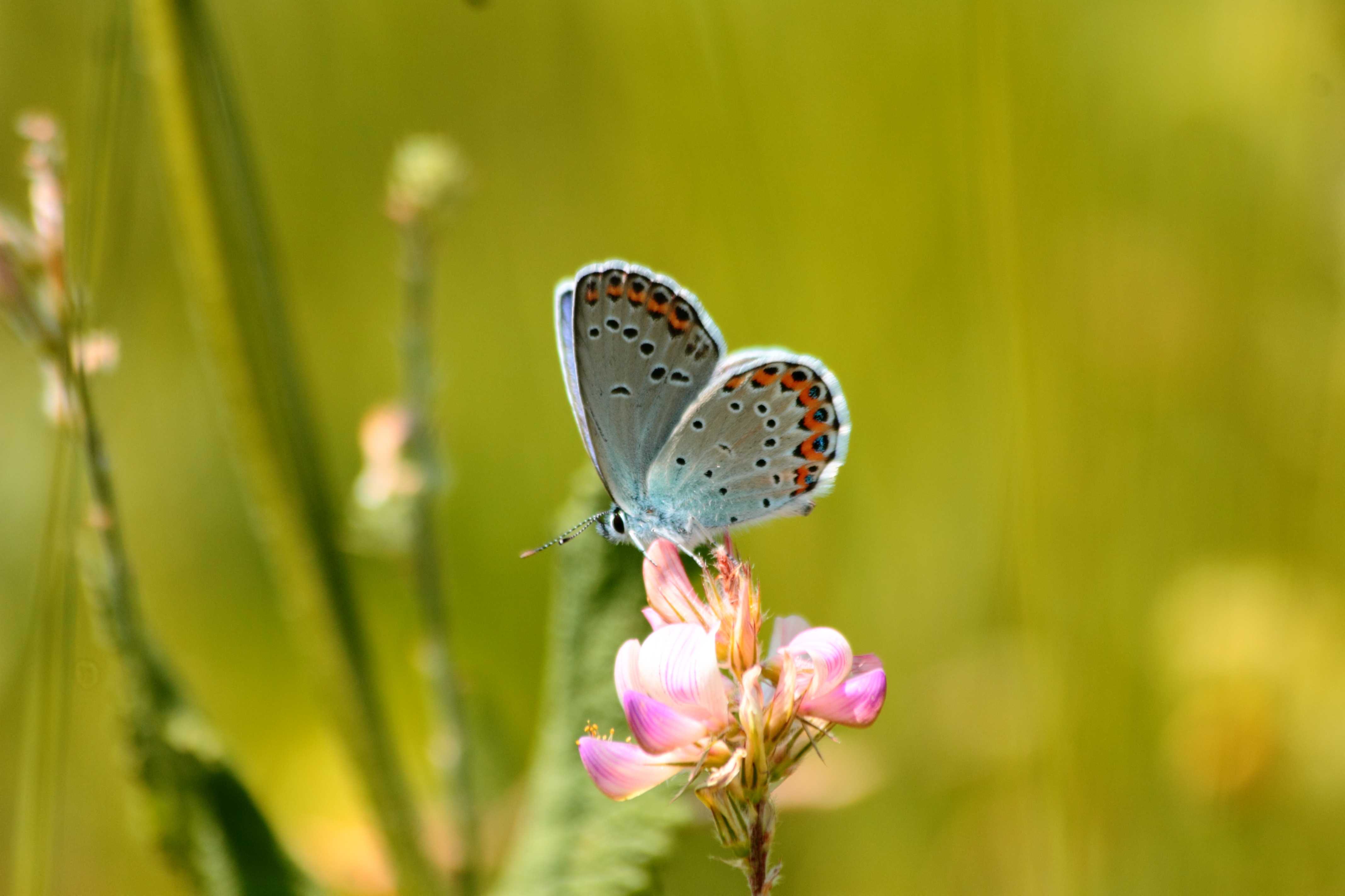 quale Plebejus?