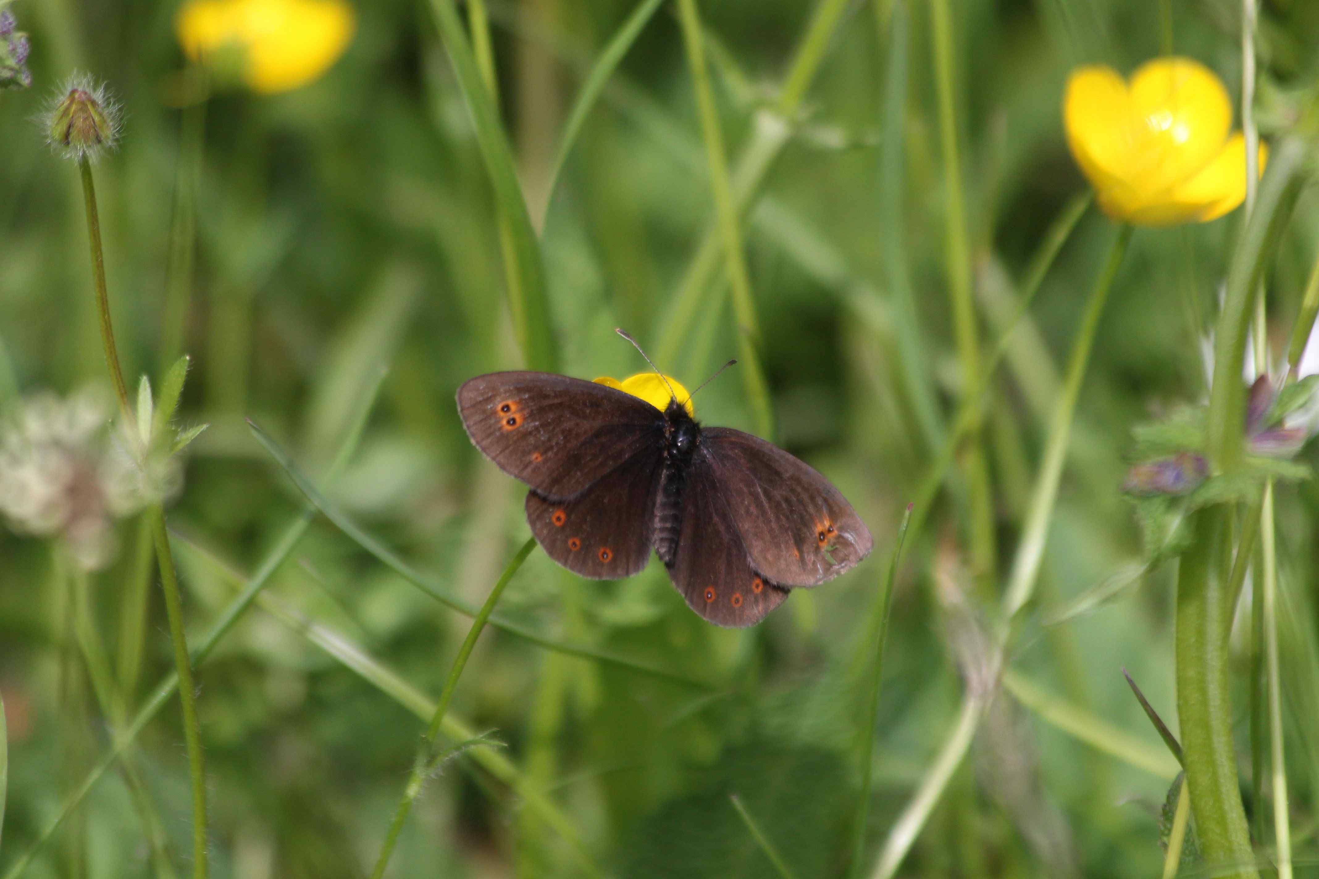 Erebia medusa