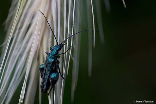 Identificazione