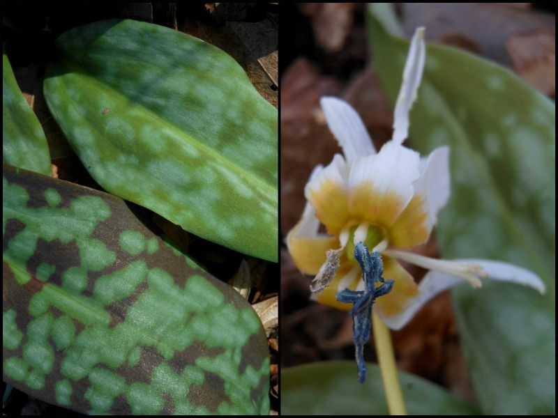 Mutazione(?) - Erythronium dens-canis forma Alba