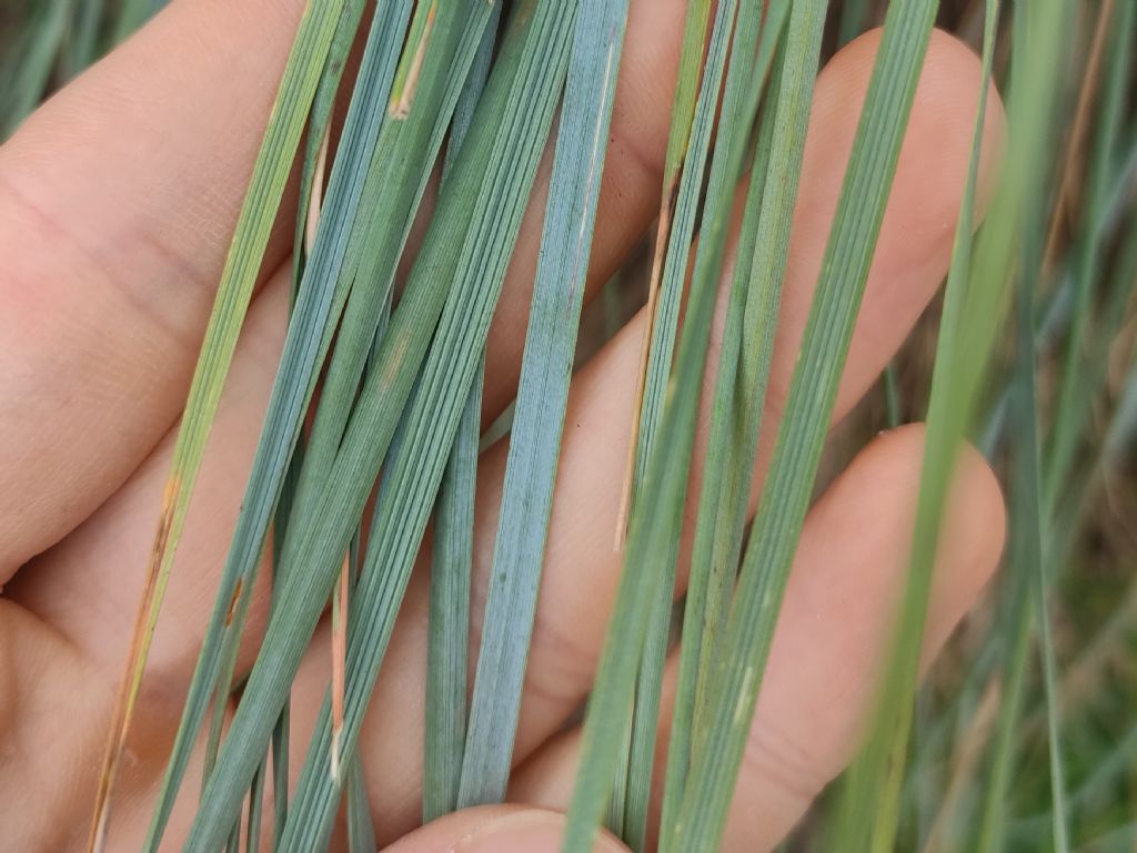 Helictotrichon sempervirens?