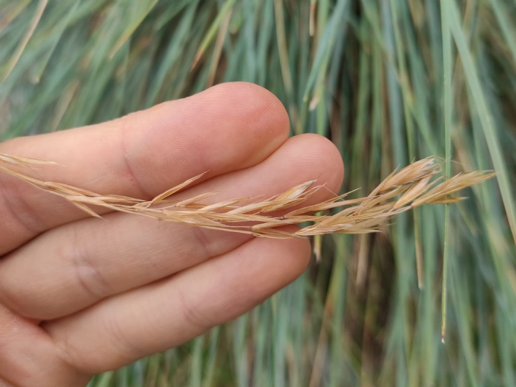 Helictotrichon sempervirens?