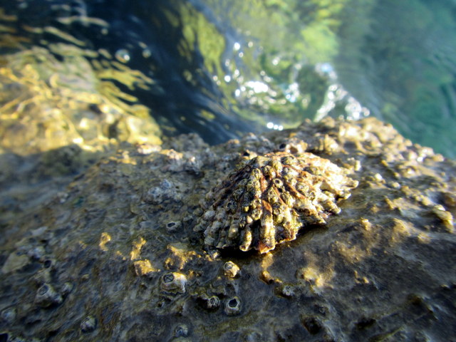 Patella ferruginea a Livorno (?)